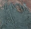 Moroccan Crinoid (Scyphocrinites) Plate #45865-3